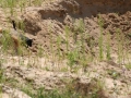 k-IMG_4211