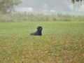k-_DOG0823