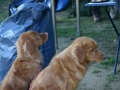 k-IMG_4923