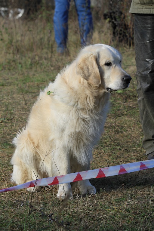 drc_herbstfest_2012-149