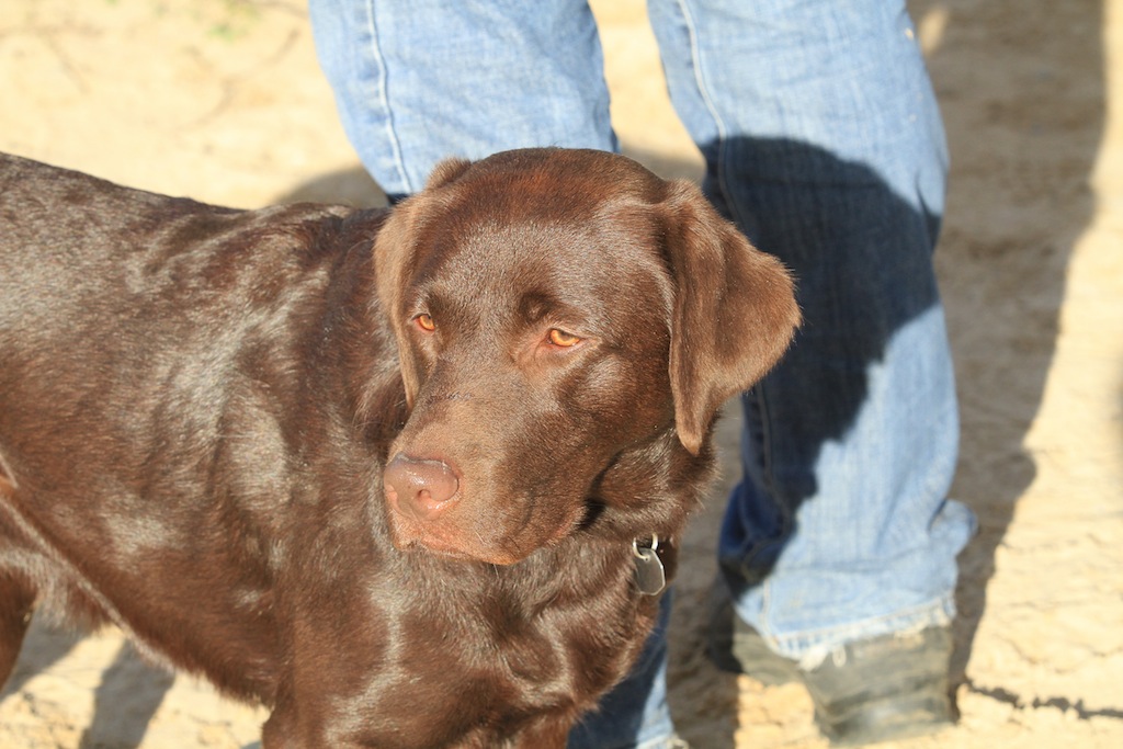 drc_herbstfest_2012-160