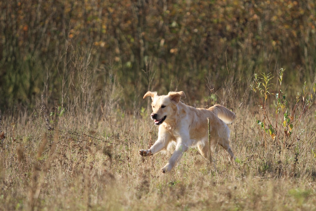 drc_herbstfest_2012-34