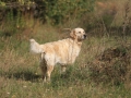 drc_herbstfest_2012-120