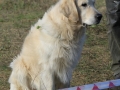 drc_herbstfest_2012-149