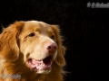 k-SGO_0080
