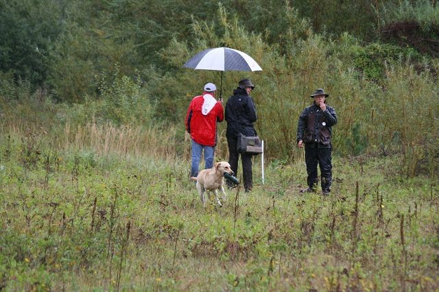 k-Hoch zu Ross (50)
