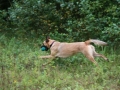 k-Hoch zu Ross (19)
