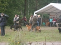 k-Hoch zu Ross (74)