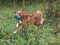 k-Hoch zu Ross (9)