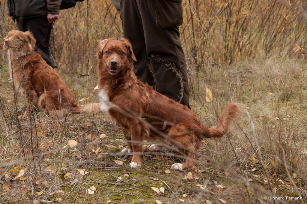 20121111_htt-wunstorf_dsc4298