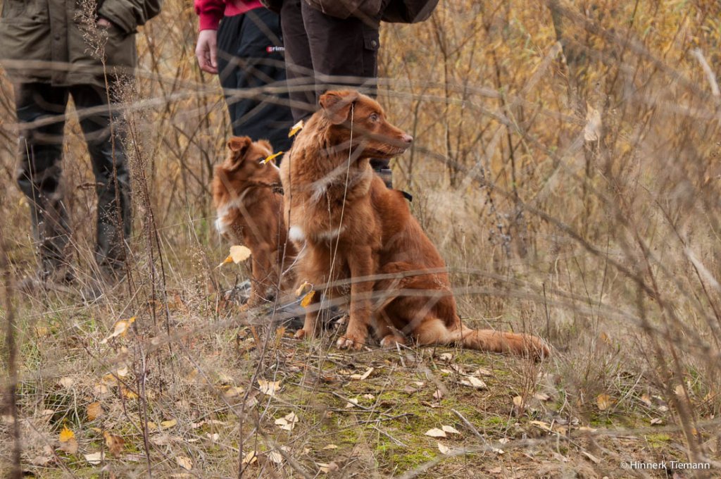 20121111_htt-wunstorf_dsc4311