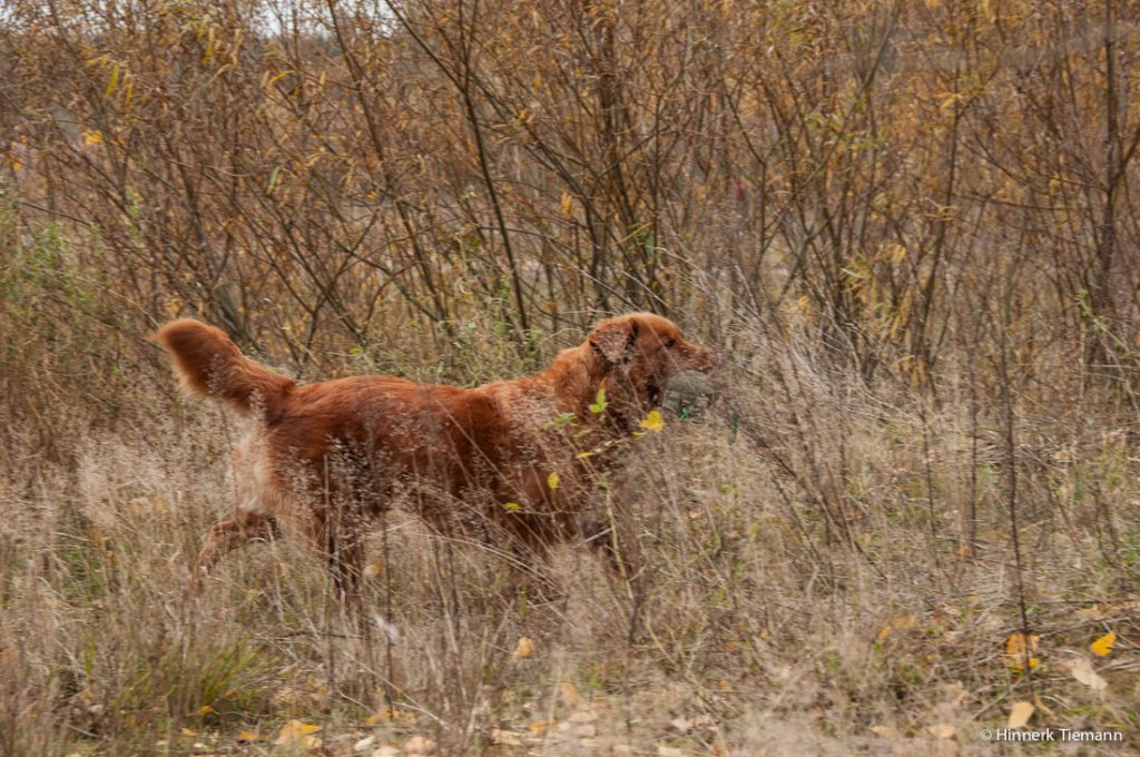 20121111_htt-wunstorf_dsc4317