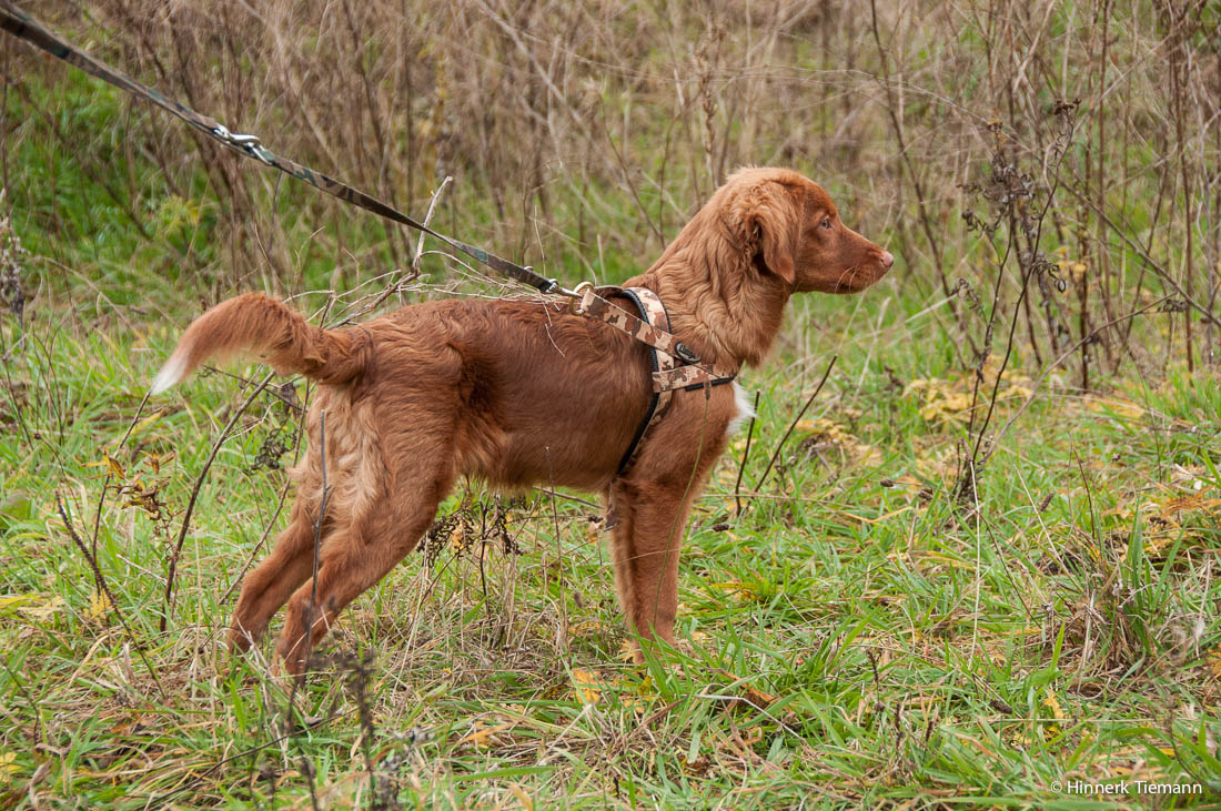 20121111_htt-wunstorf_dsc4376