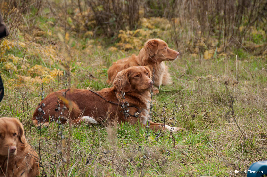 20121111_htt-wunstorf_dsc4391