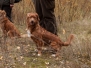 Hannoveraner Toller Treffen 2012