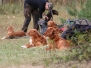 Hannoveraner Toller Treffen 2013