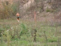 k-img_4953