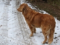 2013_02_09_drc_kohlfahrt_schneeren_060