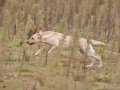 k-IMG_5240