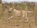 k-IMG_5513