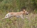 k-IMG_5695