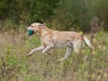 k-IMG_5710