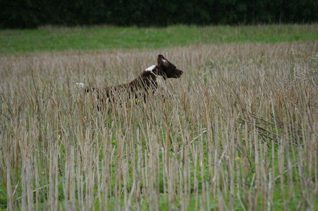 k-Mocktrial (37)