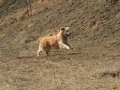 drc_schnupper_workingtest_april_2013-237