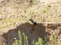 k-IMG_3919