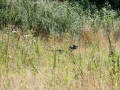 k-IMG_4197