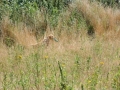 k-IMG_4327