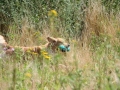 k-IMG_4336